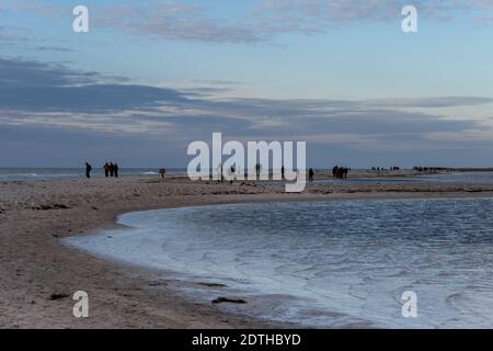 Falsterbo, Svezia - 15 novembre 2020: La gente sta camminando in una riserva naturale per vedere una colonia di foche del porto. Molti godono la natura mentre mantengono la distanza sociale durante i tempi della corona Foto Stock