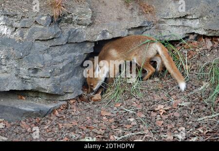 I cuccioli di volpe giocano ed esplorano vicino al loro den. Foto Stock