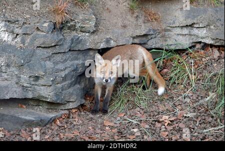 I cuccioli di volpe giocano ed esplorano vicino al loro den. Foto Stock