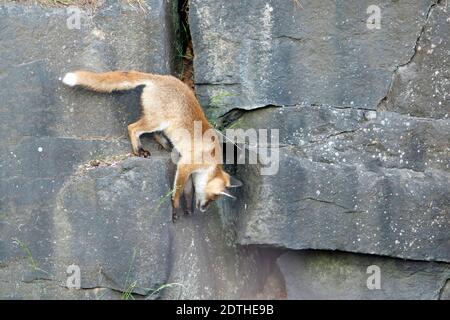 I cuccioli di volpe giocano ed esplorano vicino al loro den. Foto Stock