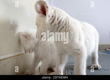 Nantong, Nantong, Cina. 22 dicembre 2020. Jiangsu, CINA-UN cub leone bianco di un mese e mezzo con rari quadruplets è presentato al nantong Forest Wildlife Park nella provincia di Jiangsu, 21 dicembre 2020, E incontrerà ufficialmente i visitatori questo fine settimana.il leone bianco è una specie rara e ci sono solo pochi nel mondo.il quadruplet maschio leone bianco nato il 6 novembre, 2020 è il secondo insieme di leone bianco quadruplet al Nantong Forest Wildlife Park.Zoosekepers e veterinari hanno dato ai quadruplets un bagno completo e l'esame fisico dopo un mese. Credit: ZUMA Press, Inc./Alamy Live News Foto Stock