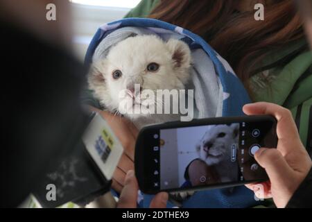 Nantong, Nantong, Cina. 22 dicembre 2020. Jiangsu, CINA-UN cub leone bianco di un mese e mezzo con rari quadruplets è presentato al nantong Forest Wildlife Park nella provincia di Jiangsu, 21 dicembre 2020, E incontrerà ufficialmente i visitatori questo fine settimana.il leone bianco è una specie rara e ci sono solo pochi nel mondo.il quadruplet maschio leone bianco nato il 6 novembre, 2020 è il secondo insieme di leone bianco quadruplet al Nantong Forest Wildlife Park.Zoosekepers e veterinari hanno dato ai quadruplets un bagno completo e l'esame fisico dopo un mese. Credit: ZUMA Press, Inc./Alamy Live News Foto Stock