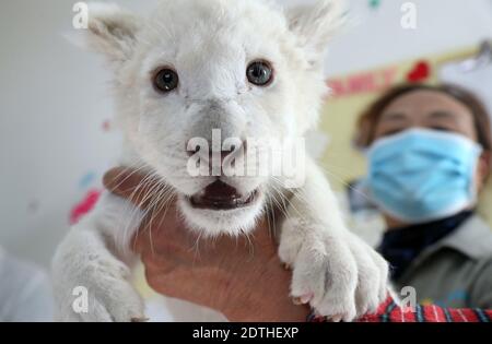 Nantong, Nantong, Cina. 22 dicembre 2020. Jiangsu, CINA-UN cub leone bianco di un mese e mezzo con rari quadruplets è presentato al nantong Forest Wildlife Park nella provincia di Jiangsu, 21 dicembre 2020, E incontrerà ufficialmente i visitatori questo fine settimana.il leone bianco è una specie rara e ci sono solo pochi nel mondo.il quadruplet maschio leone bianco nato il 6 novembre, 2020 è il secondo insieme di leone bianco quadruplet al Nantong Forest Wildlife Park.Zoosekepers e veterinari hanno dato ai quadruplets un bagno completo e l'esame fisico dopo un mese. Credit: ZUMA Press, Inc./Alamy Live News Foto Stock