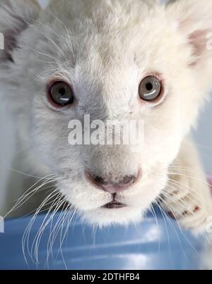 Nantong, Nantong, Cina. 22 dicembre 2020. Jiangsu, CINA-UN cub leone bianco di un mese e mezzo con rari quadruplets è presentato al nantong Forest Wildlife Park nella provincia di Jiangsu, 21 dicembre 2020, E incontrerà ufficialmente i visitatori questo fine settimana.il leone bianco è una specie rara e ci sono solo pochi nel mondo.il quadruplet maschio leone bianco nato il 6 novembre, 2020 è il secondo insieme di leone bianco quadruplet al Nantong Forest Wildlife Park.Zoosekepers e veterinari hanno dato ai quadruplets un bagno completo e l'esame fisico dopo un mese. Credit: ZUMA Press, Inc./Alamy Live News Foto Stock