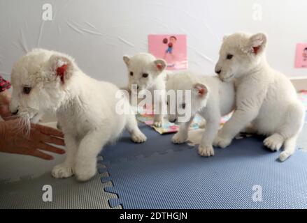 Nantong, Nantong, Cina. 22 dicembre 2020. Jiangsu, CINA-UN cub leone bianco di un mese e mezzo con rari quadruplets è presentato al nantong Forest Wildlife Park nella provincia di Jiangsu, 21 dicembre 2020, E incontrerà ufficialmente i visitatori questo fine settimana.il leone bianco è una specie rara e ci sono solo pochi nel mondo.il quadruplet maschio leone bianco nato il 6 novembre, 2020 è il secondo insieme di leone bianco quadruplet al Nantong Forest Wildlife Park.Zoosekepers e veterinari hanno dato ai quadruplets un bagno completo e l'esame fisico dopo un mese. Credit: ZUMA Press, Inc./Alamy Live News Foto Stock