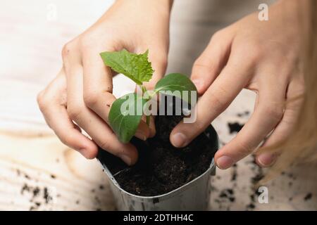 Giovane donna che tiene la pianta giovane, germoglio di cetriolo nelle sue mani. Macro, fuoco selettivo. Foto Stock