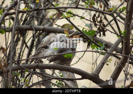 Jungle Babblers Turdoides striatus che cura. Parco Nazionale Keoladeo Ghana. Bharatpur. Rajasthan. India. Foto Stock