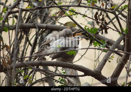 Jungle Babblers Turdoides striatus che cura. Parco Nazionale Keoladeo Ghana. Bharatpur. Rajasthan. India. Foto Stock