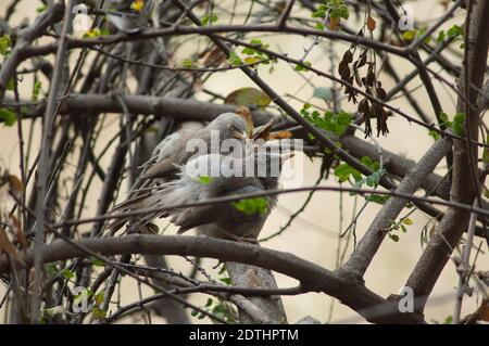 Jungle Babblers Turdoides striatus che cura. Parco Nazionale Keoladeo Ghana. Bharatpur. Rajasthan. India. Foto Stock