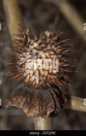 Frutto maturo di data dura sp. Parco Nazionale Keoladeo Ghana. Bharatpur. Rajasthan. India. Foto Stock