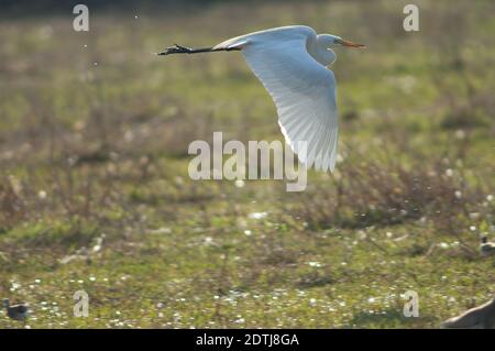 Intermedio egret Ardea intermedia in volo. Parco Nazionale Keoladeo Ghana. Bharatpur. Rajasthan. India. Foto Stock