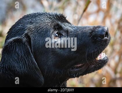 Nero Labrador Retriever Foto Stock