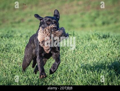 Nero Labrador Retriever Foto Stock