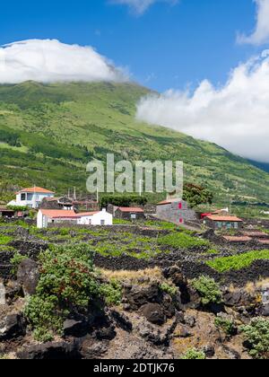 Viticoltura tradizionale vicino a Sao Mateus, la viticoltura tradizionale a Pico è dichiarata patrimonio mondiale dell'UNESCO. Isola di Pico, un'isola delle Azzorre (i Foto Stock