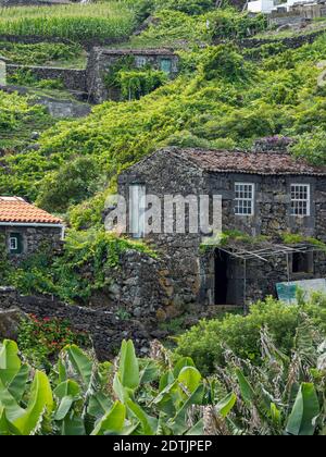 Villaggio Calheta de Nesquim, piccoli vigneti tradizionali con costruzione per la raccolta e stoccaggio del vino. Isola di Pico, un'isola delle Azzorre (Ilhas dos AC Foto Stock