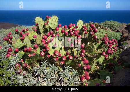 Grande cactus di pera di prickly con molti frutti rossi Foto Stock