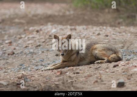 Il jackal d'oro Canis aureus indica che giace a terra. Parco Nazionale Keoladeo Ghana. Bharatpur. Rajasthan. India. Foto Stock