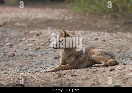 Il jackal d'oro Canis aureus indica che giace a terra. Parco Nazionale Keoladeo Ghana. Bharatpur. Rajasthan. India. Foto Stock