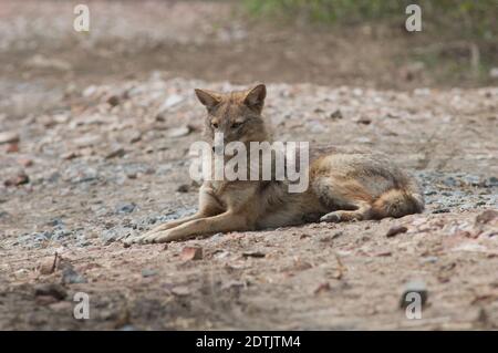 Il jackal d'oro Canis aureus indica che giace a terra. Parco Nazionale Keoladeo Ghana. Bharatpur. Rajasthan. India. Foto Stock