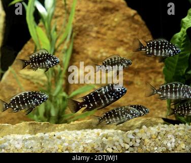 Pesce Duboisi, tropheus duboisi Foto Stock