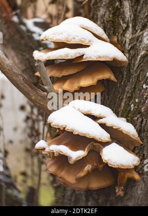 Funghi di ostrica innevati, Pleurotus ostreatus, coltivati su un pioppo lombardo vivente, Populus nigra Italica, a Troy, Montana Pleurotus ostreatus Foto Stock