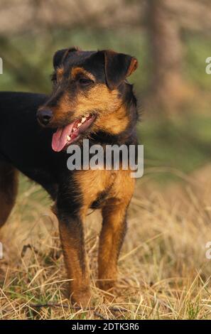 Jagd Terrier o Tedesco caccia Terrier cane Foto Stock