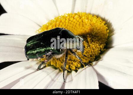 Rose-Chafer, cetonia aurata, Adulti in piedi su Daisy Flower Foto Stock