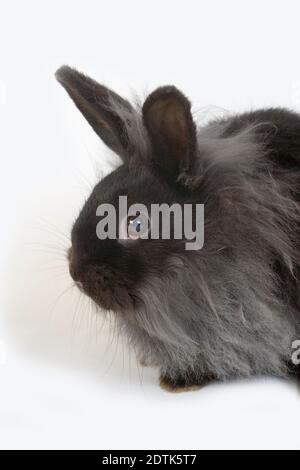 Black Dwarf Rabbit contro uno sfondo bianco Foto Stock