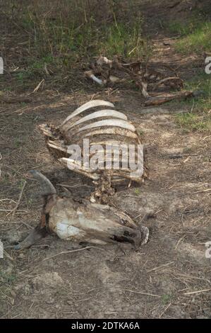 Scheletro di uno zebù Bos primigenius indicus. Parco Nazionale Keoladeo Ghana. Bharatpur. Rajasthan. India. Foto Stock