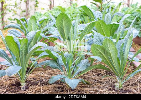 Un sacco di dinosauro kale o Brassica oleracea coltivato nel campo coperto di paglia secca. Foto Stock