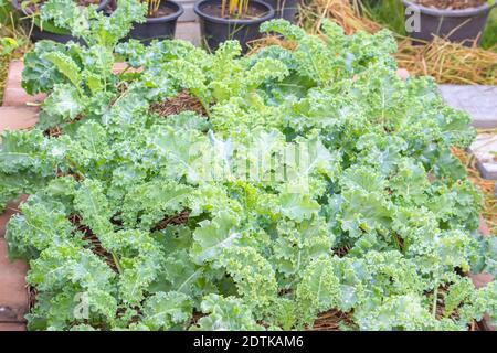 Un sacco di foglie di ricci o di Brassica oleracea coltivati nel campo coperto di paglia secca. Foto Stock