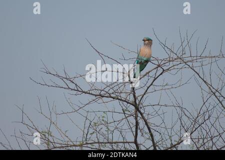 Southern Roller Coracias benghalensis indicus. Parco Nazionale Keoladeo Ghana. Bharatpur. Rajasthan. India. Foto Stock