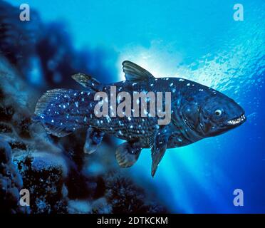 Esemplare di Coelacanthus, Latimeria chalumnae Foto Stock