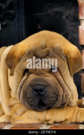 Shar Pei cane cucciolo, dormendo Foto Stock