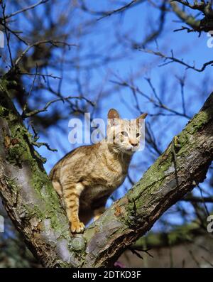 Oriental Chocolate Spotted Tabby gatto domestico in piedi in albero Foto Stock