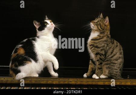 Gatto domestico Manx, razza senza coda Foto Stock