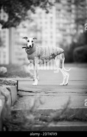 foto in bianco e nero di una tigre colore cane whippet razza in tute downy sullo sfondo di un edificio in un parco cittadino Foto Stock