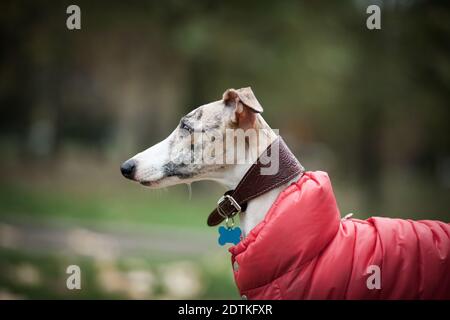 Bianco e beige tigre colore cane Whippet razza in un abito rosso su sfondo verde Foto Stock