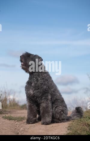 Grigio-blu shaggy frullato cane ricciolo della razza Flanders Bouvier razza è seduta su una collina contro il cielo blu Foto Stock