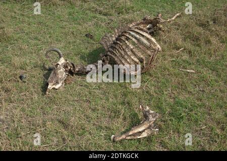 Zebù carcassa Bos primigenius indicus. Parco Nazionale Keoladeo Ghana. Bharatpur. Rajasthan. India. Foto Stock