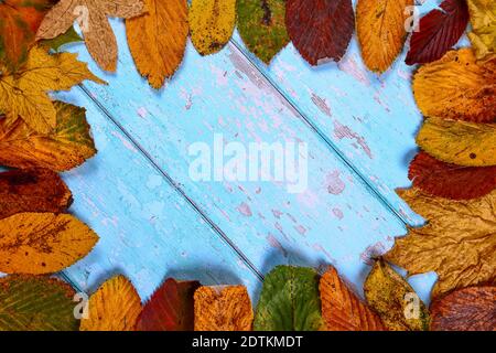 Foglie d'albero d'oro d'autunno su un rustico sfondo di legno blu creazione di una cornice con spazio per la copia Foto Stock