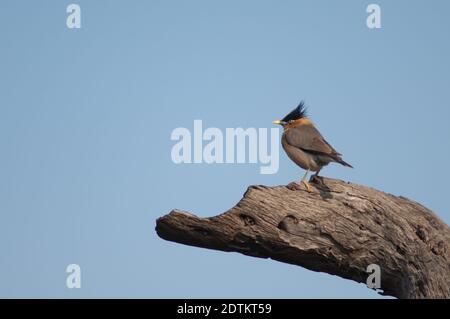 Sturnia pagodarum, con il suo coraggio, su un tronco d'albero. Parco Nazionale Keoladeo Ghana. Bharatpur. Rajasthan. India. Foto Stock