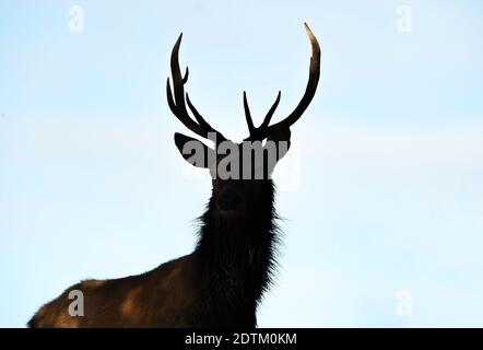 Leicester, Leicestershire, Regno Unito, 11 ottobre 2020. The Deer at Bradgate Park in Leicestershire all'inizio della stagione sportiva. Credito Alex Hannam/Alamy Foto Stock