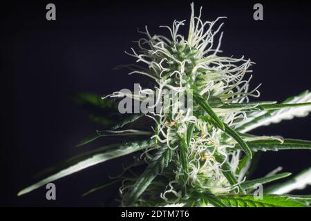 Macro shot di tricomi di germogli fioriti di marijuana, vista dall'alto della cannabis su sfondo scuro. Zucchero trichomes concetti di crescita e uso di marijuana per Foto Stock