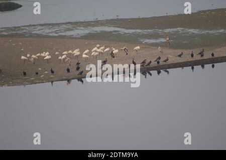 Grandi cormorani Phalacrocorax carbo, spatole Eurasian Platalea leucorodia e cicogne dipinte Mycteria leucochepala. Fiume Yamuna. India. Foto Stock