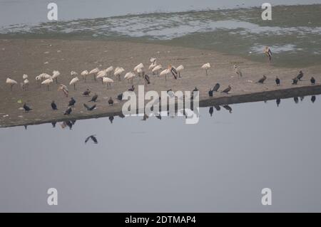 Grandi cormorani Phalacrocorax carbo, spatole Eurasian Platalea leucorodia e cicogne dipinte Mycteria leucochepala. Fiume Yamuna. Agra. India. Foto Stock