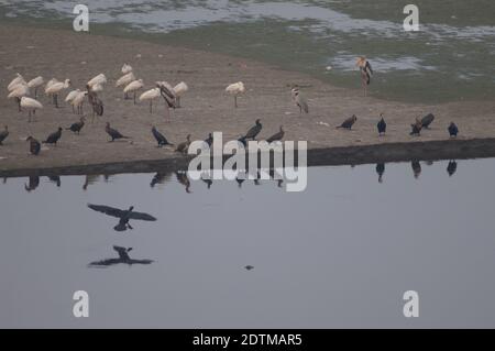 Grandi cormorani P. carbo, spatola eurasiatica P. leucorodia, cicogne dipinte M. leucocephala e airone grigio A. cinerea. Fiume Yamuna. Agra. India. Foto Stock