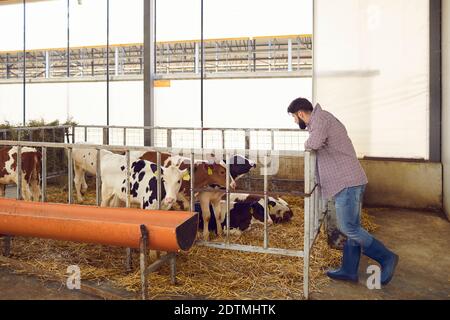 Allevatore maschile di cura che guarda i vitelli in piedi in una gabbia in un granaio enorme su una fattoria di bestiame. Foto Stock