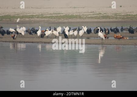 Grande garzetta, spatole eurasiatiche, grandi cormorani e rifugi maleducati. Fiume Yamuna. Agra. Utttar Pradesh. India. Foto Stock