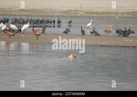 Spatole eurasiatiche, grandi cormorani, rifugi ruddy e cane feriale in primo piano. Fiume Yamuna. Agra. Utttar Pradesh. India. Foto Stock